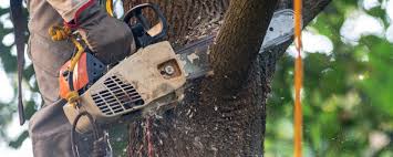 How Our Tree Care Process Works  in  East Gaffney, SC